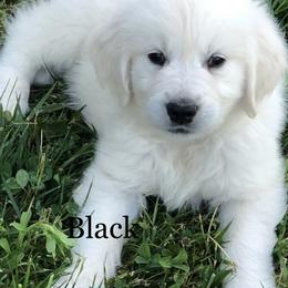 Golden Retriever Puppies from Reel Ridge Farm