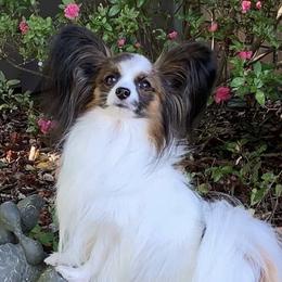 Chace - Papillon