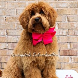 Ruby Sue - Australian Labradoodle