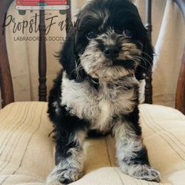 Assorted Doodle Crosses Puppies from Propst Farm Doodles