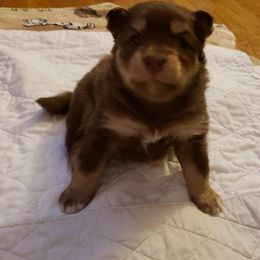 Pomsky Puppies from JC's Mitten Pomskies