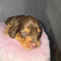 Truffle - Chocolate male Dachshund puppy in Arthur, Illinois from Dachs and Poms