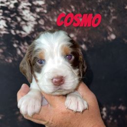 Cosmo - Liver white and tan male English Springer Spaniel puppy in Williston, Florida from Parks Paradise Springers