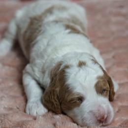 Monica - Chalk female Australian Labradoodle puppy in Fontana, California from Glory Labradoodle’s