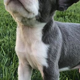 Boston Terriers from Boston Terrier Puppies