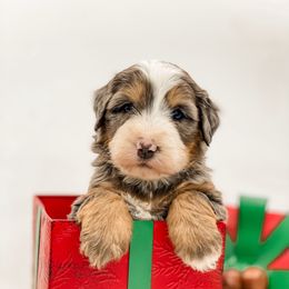 Gravy - Blue merle female Bernedoodle puppy in Hudson, Indiana from TurkeyCreek-K9