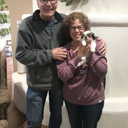 Shih Tzu Puppies from Willow Lane Shih Tzus