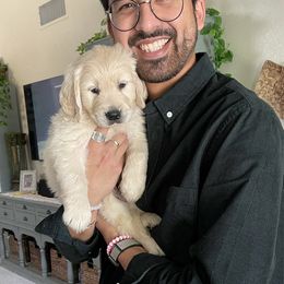 Golden Retriever Puppies from Suzy’s Golden Girls