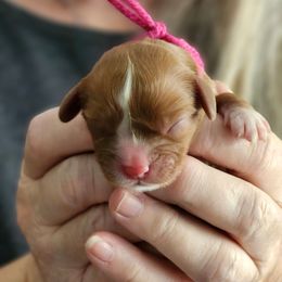 Ruby Sue - Ruby female Cavalier King Charles Spaniel puppy in Waterloo, Iowa from Muddy Paws Cavaliers