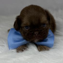 Snickers - Chocolate and tan male Shih Tzu puppy in Columbia, Kentucky from Lisa Bandy Luxe Shih Tzu