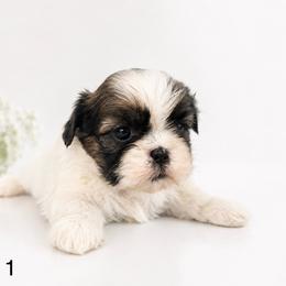 Girl 1 - Black and white female Shih Tzu puppy in Downey, California from Cali shih tzu