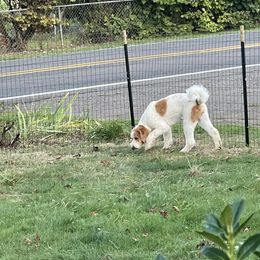 Goldendoodle Puppies from PDX PartiDoodles