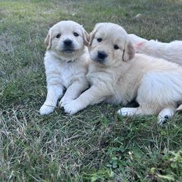 Golden Retriever Puppies from Trillium Spring's Goldens