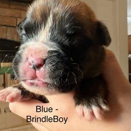 Thor - Brindle male Boxer puppy in Florida from BNF Boxers