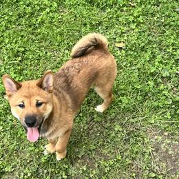 Shiba Inu Puppies from Haste