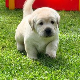 Boy 1 - Yellow male Labrador Retriever puppy in Hoosick Falls, New York from Findaway Labradors