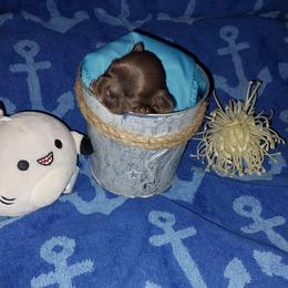 Quint - Chocolate male Shih Tzu puppy in Arcadia, Florida from Kitsune Cuddles and kisses