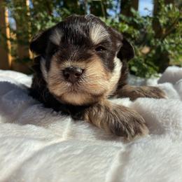 Maui - Liver male Miniature Schnauzer puppy in Menifee, California from Moonshine’s Minis