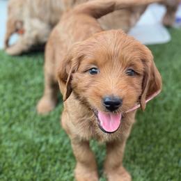 Girl 3 - Red  female Goldendoodle puppy in Las Vegas, Nevada from Puppies of the West