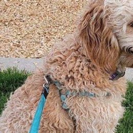 Goldendoodles from Jacob's Doodles