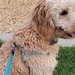 Goldendoodles from Jacob's Doodles