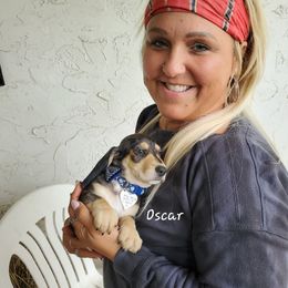 Dachshund Puppies from Doxie Lakes