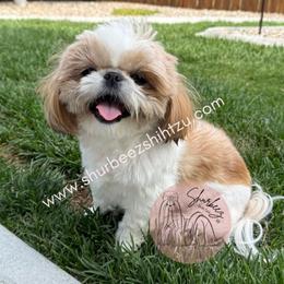 Maple - Shih Tzu