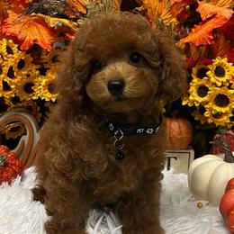 Beauty in black - Red  female Poodle puppy in Atlanta, Georgia from ATLANTA POODLE BREEDER (AKC)