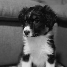 Story - Black tri-color female Australian Shepherd puppy in West Virginia from Mountain Trail Aussies