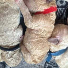 Red - Apricot female Poodle puppy in North Port, Florida from Desert in the South Standard Poodles