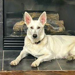 Lovie - German Shepherd