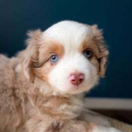 Beans - Red merle male Miniature American Shepherd puppy in Tupalo, Mississippi from Butterfield Trail Farm