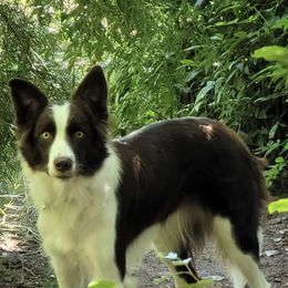 Pumpkin - Border Collie