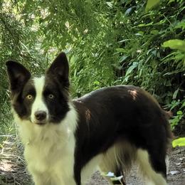 Pumpkin - Border Collie