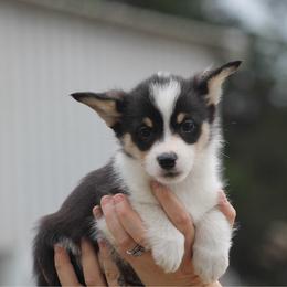Mash - Black and tan male Pembroke Welsh Corgi puppy in Leonard, Texas from Southern Rose Corgis