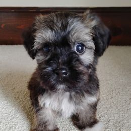Bijou - Red sable male Havanese puppy in Kinston, North Carolina from Court Jester Havanese and Prissy Diva Russian Salon Dogs