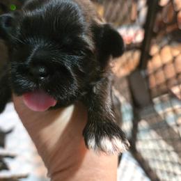 F purple Isabella  brindle - Brindle female Shih Tzu puppy in Missouri from Farm Animal Mommy Shih tzu's Michalek Dog Breeder