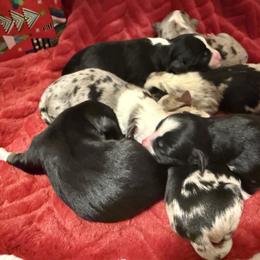 Blue Merle Female 2 - Blue merle female Miniature Australian Shepherd puppy in Washington, Indiana from Southern Indiana Mini Aussies