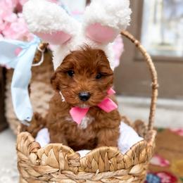 Piglet - pink collar boy - Red male Cavapoo puppy in Melbourne, Florida from Space Coast Doodle Co.