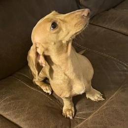Sassy - Dachshund