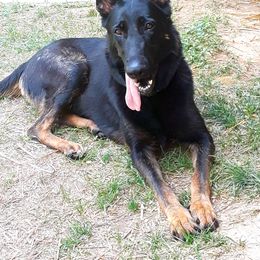 Gracie - German Shepherd