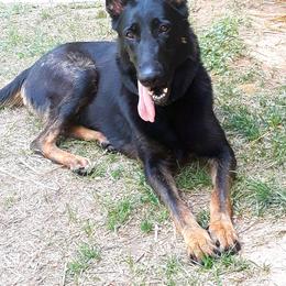 Gracie - German Shepherd