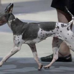 Stella - American Hairless Terrier