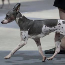 Stella - American Hairless Terrier