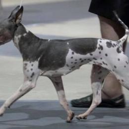 Stella - American Hairless Terrier