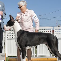 Great Danes from Runa Danes