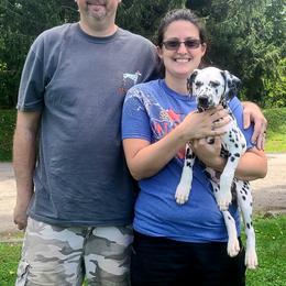 Boy 4 - White and black Dalmatian puppy in Sidney, Ohio from LUA Ohio Dalmatians
