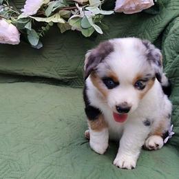 Thyme - Blue merle female Miniature American Shepherd puppy in Springfield, Missouri from Sunrock Kennel