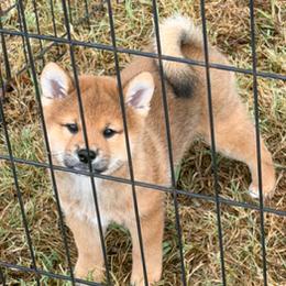 Shiba Inu puppies from K-Bar Shibas
