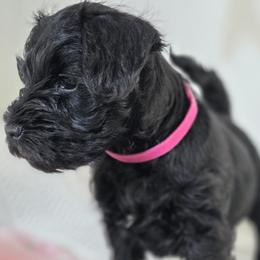 Rosie - Black female Miniature Schnauzer puppy in Howell Township, New Jersey from Kateryna's Miniature Schnauzers